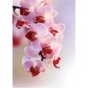 Orchids twig ER-096