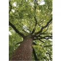 Upper branches of tree 	ER-038