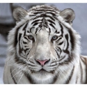White tiger ER-034