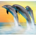 Dolphins ER-019