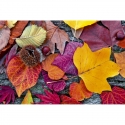 MS-5-0112 Autumn Leaves