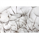 MS-5-0122 Dandelion Seeds