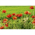 MS-5-0092 Poppy Field