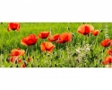 MP-2-0092 Poppy field