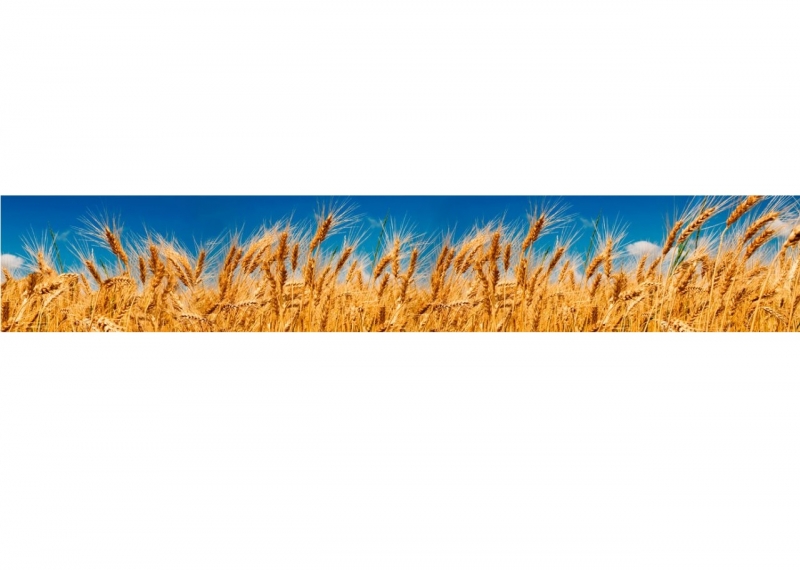 KI-011 Wheat field