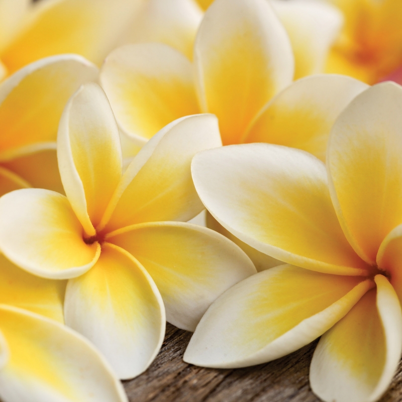 FL-85-016 Plumeria