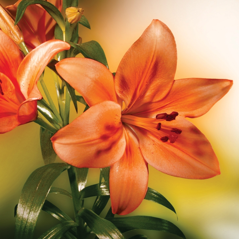 FL-255-022 Lily