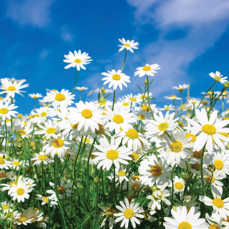 FL-255-023 Chamomile