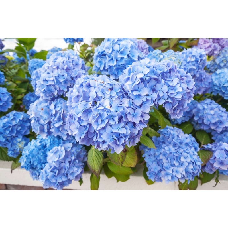 Hydrangea