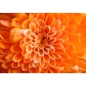 Orange flower