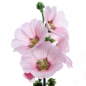 Alcea