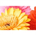 Yellow gerbera