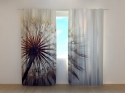 Photo curtains Amazing Dandelion