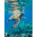 Sea turtle