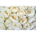 MS-5-0137 White Roses