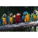 MS-5-0223 Colourful Macaw