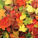 FL-85-004 Цветные листья