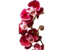 FL-85-006 Red orchid