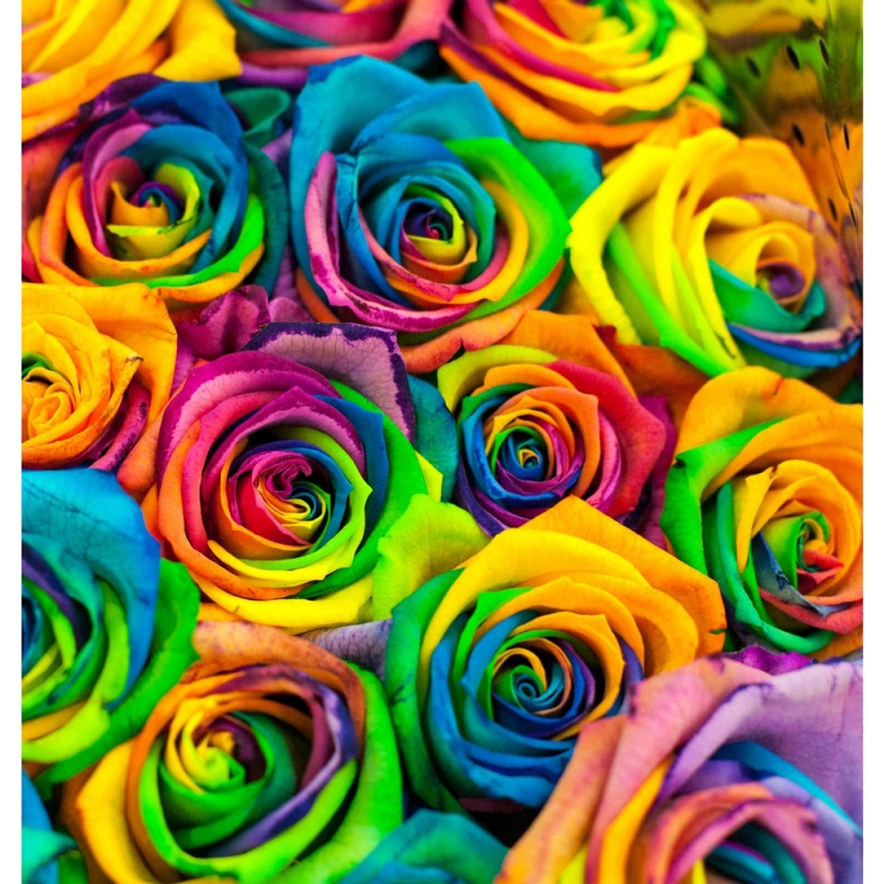 Multi colored roses