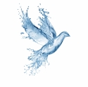 Dove of peace