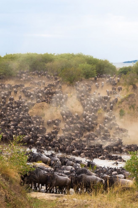 Crossing the river Mara  in Kenya 