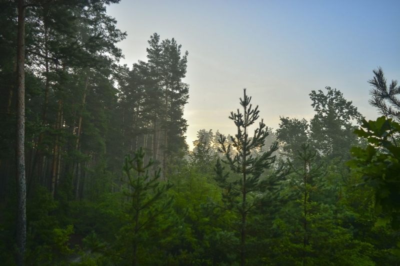 Morning in the forest