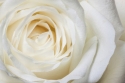 White Rose