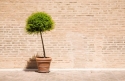 Tree in a flower pot  