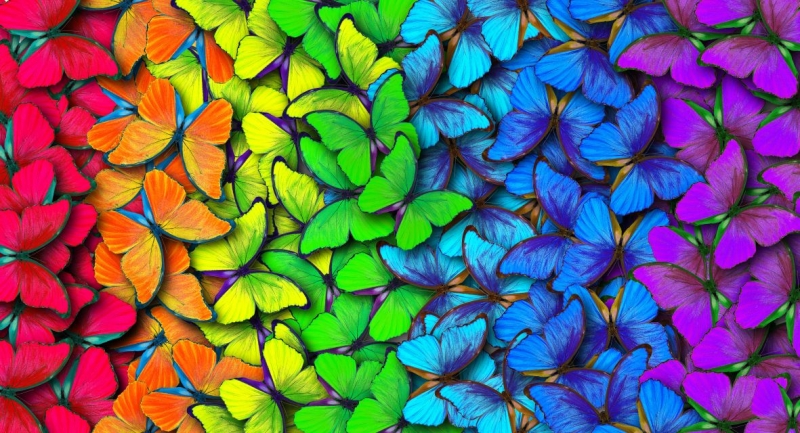 Rainbow colors in butterflies 