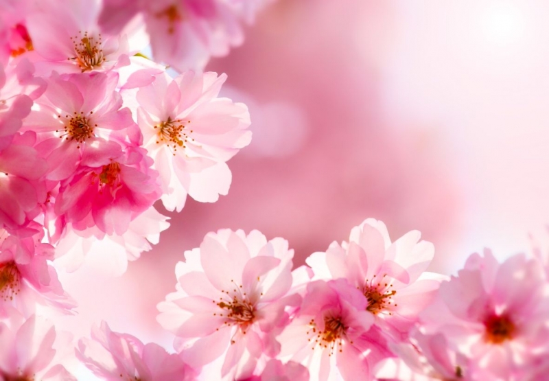 Cherry blossoms 