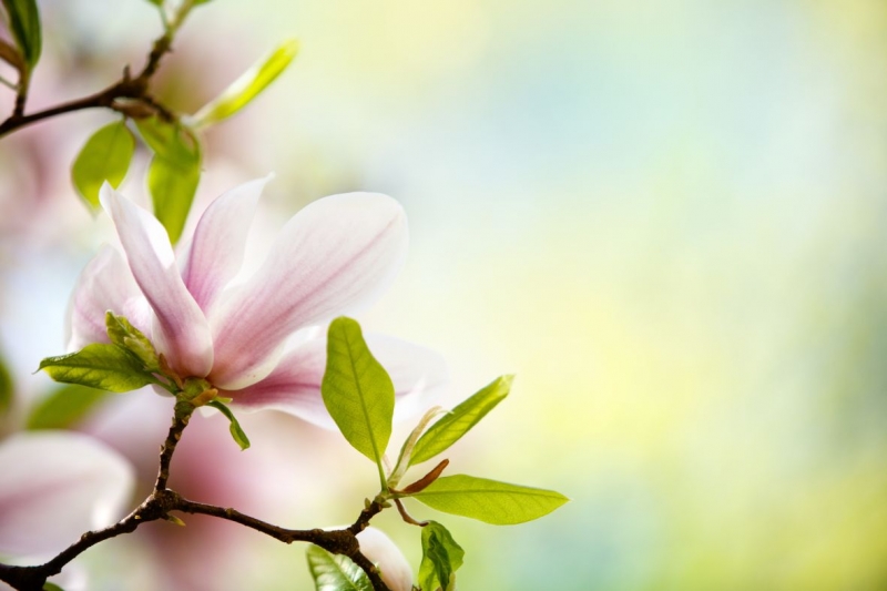 Blooming magnolia 