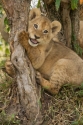 Lion cub