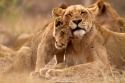 Lioness and cub