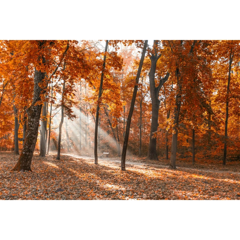 City Park