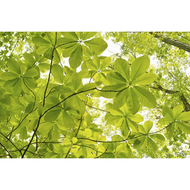 Contours of leaves