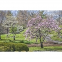 Spring garden