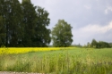 Photo wallpaper Field near the forest