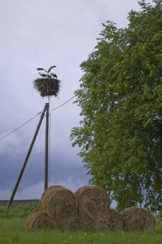 Fototapete Laimīga stārķu dzīve