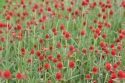 Photo wallpaper Meadow with red flowers