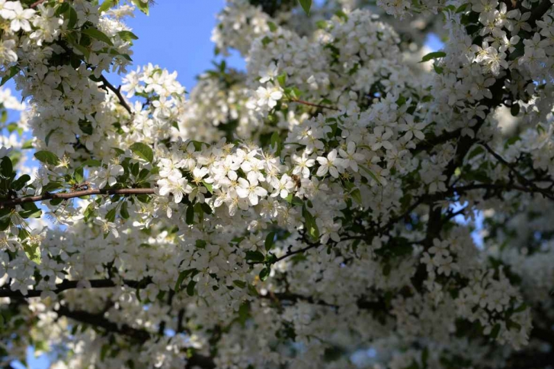 Photo wallpaper Sun in flowers