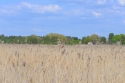 Photo wallpaper Dry meadow. Hot weather