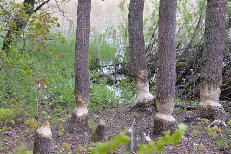 Photo wallpaper Beaver tracks