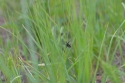 Photo wallpaper Insect in the grass