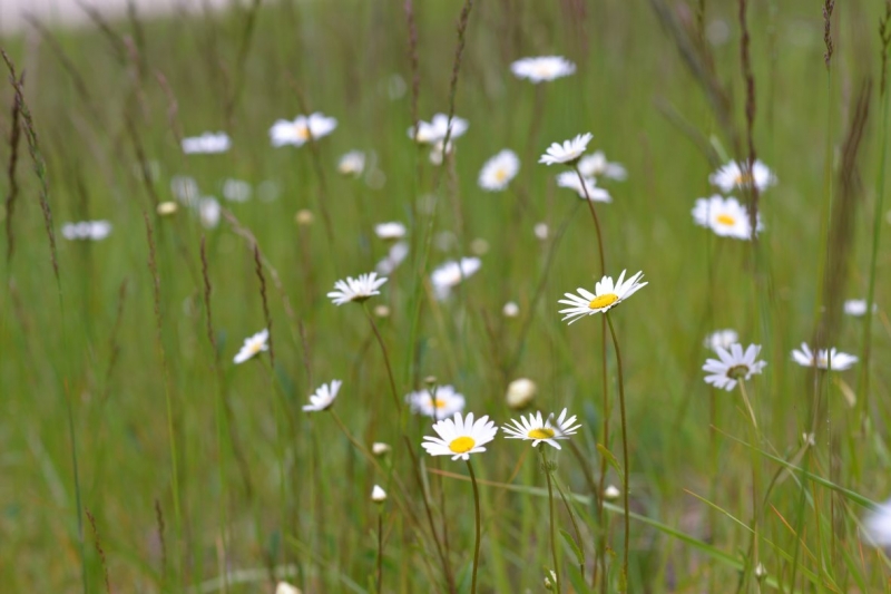 Photo wallpaper Delicate daisies