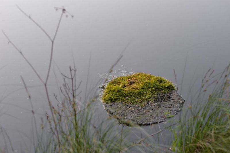 Photo wallpaper Lone stump